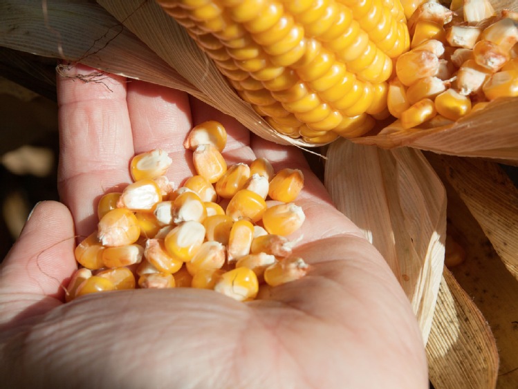 GMO kukurydzy i rzepaku- Komisja Europejska zezwala